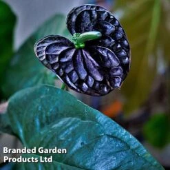 Anthurium 'Black Love' 10 Anthurium 'Black Love' -Green Haven Shop AnthuriumBlackLove WKF1184