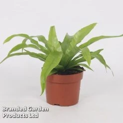 Asplenium Antiquum -Green Haven Shop Asplenium antiquum WKB9076 A
