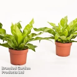 Asplenium Antiquum -Green Haven Shop Asplenium antiquum WKB9076 B