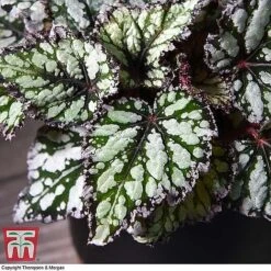 Begonia Rex Trio - Gift -Green Haven Shop BEG WKB4884 B11