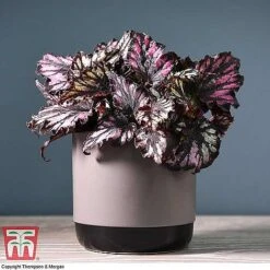 Begonia Rex Trio - Gift -Green Haven Shop BEG WKB4890 A11