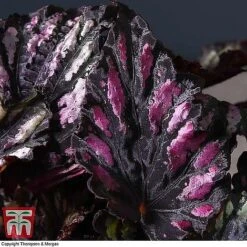 Begonia Rex Trio - Gift -Green Haven Shop BEG WKB4890 B11