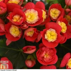 Begonia Elatior 'Valentino Pink' -Green Haven Shop BEGO WKB4120 C1