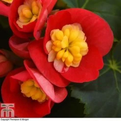 Begonia Elatior 'Valentino Pink' -Green Haven Shop BEGO WKB4120 D
