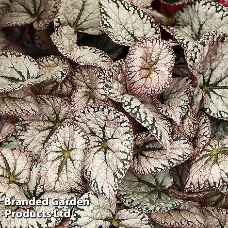 Begonia 'Silver Lace' 1 Begonia 'Silver Lace'