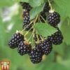 Blackberry 'Navaho'