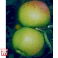 Apple 'Blenheim Orange' -Green Haven Shop BLEN 21213 A1