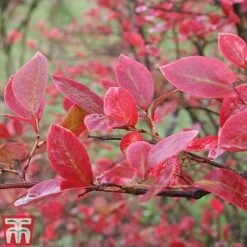 Blueberry 'Earliblue' -Green Haven Shop BLUE AUTUMNFOL B1