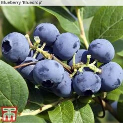 Blueberry Collection -Green Haven Shop BLUE BLUECROP