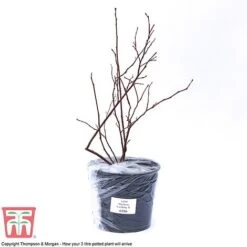 Blueberry 'Earliblue' -Green Haven Shop BLUE CWW3178 C