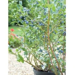 Blueberry 'Chandler' -Green Haven Shop BLUE CWW3179 B h