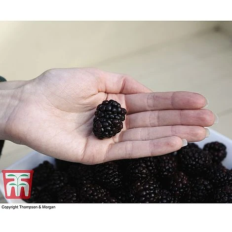 Blackberry 'Reuben' 2 Blackberry 'Reuben' - Image 2