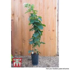 Blackberry 'Reuben' 5 Blackberry 'Reuben' -Green Haven Shop BLUE CWW4677 CC