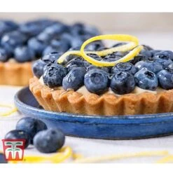 Blueberry 'Spartan' -Green Haven Shop BLUE TKA3660 CC