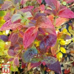 Blueberry 'Spartan' -Green Haven Shop BLUE TKA3660 DD