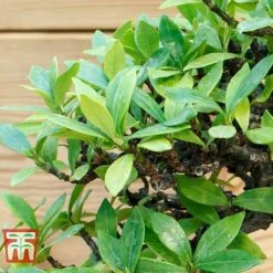 Bonsai Carmona Microphylla (House Plant) -Green Haven Shop BONS TKA3020 C