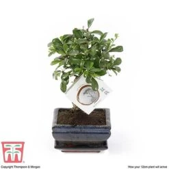 Bonsai Carmona Microphylla (House Plant) -Green Haven Shop BONS TKA3020 E1