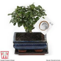Bonsai Carmona Microphylla (House Plant) -Green Haven Shop BONS TKA3020 G1