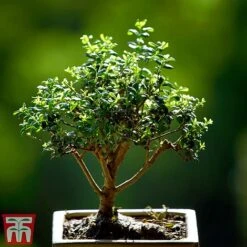 Bonsai Ligustrum -Green Haven Shop BONS TKA3021 A1