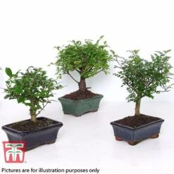 Bonsai Ligustrum -Green Haven Shop BONS TKA3021 B