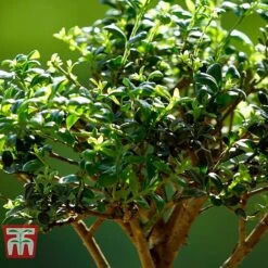 Bonsai Ligustrum -Green Haven Shop BONS TKA3021 C