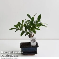 Bonsai Ficus In Ceramic Saucer -Green Haven Shop BONS FICUS13CM T47335