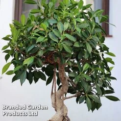 Bonsai Ficus In Ceramic Saucer -Green Haven Shop BONS FICUSCERA W45972