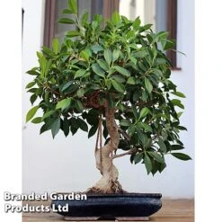 Bonsai Ficus In Ceramic Saucer -Green Haven Shop BONS FICUSCERA W45972b