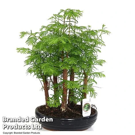 Bonsai Metasequoia Forest Mix In Oval Ceramic 9 Bonsai Metasequoia Forest Mix In Oval Ceramic - Image 9