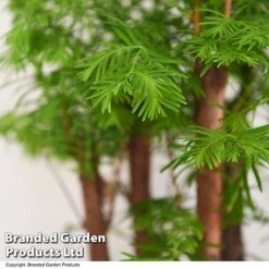 Bonsai Metasequoia Forest Mix In Oval Ceramic 12 Bonsai Metasequoia Forest Mix In Oval Ceramic -Green Haven Shop BONS FORESTMIX T50185