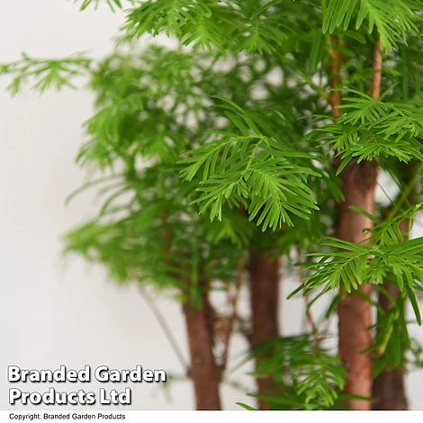 Bonsai Metasequoia Forest Mix In Oval Ceramic 8 Bonsai Metasequoia Forest Mix In Oval Ceramic - Image 8