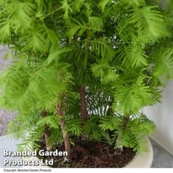 Bonsai Metasequoia Forest Mix In Oval Ceramic 14 Bonsai Metasequoia Forest Mix In Oval Ceramic -Green Haven Shop BONS FORESTMIX T50505