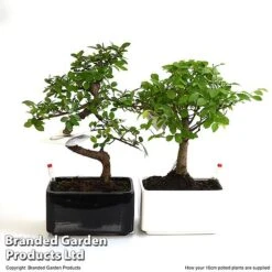 Bonsai Mix In Easy Care Pot -Green Haven Shop BONS MXEAS16CM T49205
