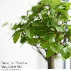 Bonsai Mix In Easy Care Pot -Green Haven Shop BONS MXEASYCAR T49216