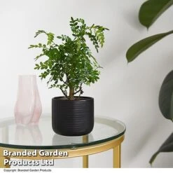 Bonsai Mix In Round Ceramic -Green Haven Shop BONS ROUNDMIX T49072