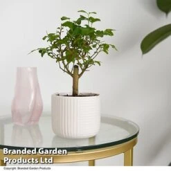 Bonsai Mix In Round Ceramic -Green Haven Shop BONS ROUNDMIX T49074