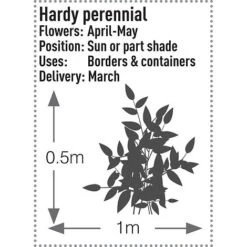 Brunnera Macrophylla 'Jack Frost' -Green Haven Shop BRUN T57542 B h