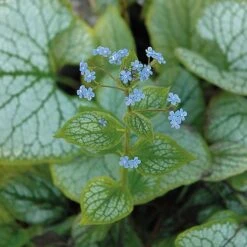 Brunnera Macrophylla 'Jack Frost' -Green Haven Shop BRUN t57542 C
