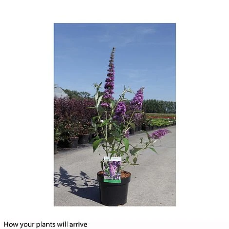 Buddleja Davidii 'Peacock' 2 Buddleja Davidii 'Peacock' - Image 2