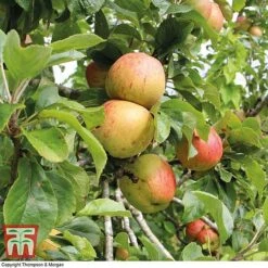 Britains Favourite Apple Tree Collection 6 Britains Favourite Apple Tree Collection -Green Haven Shop Bramleys Seedling