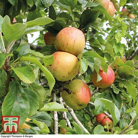 Britains Favourite Apple Tree Collection 3 Britains Favourite Apple Tree Collection - Image 3