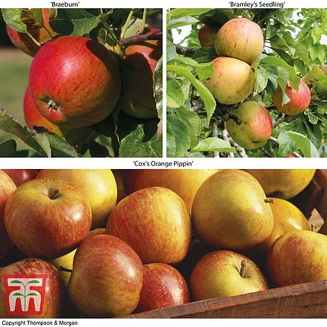 Britains Favourite Apple Tree Collection 1 Britains Favourite Apple Tree Collection