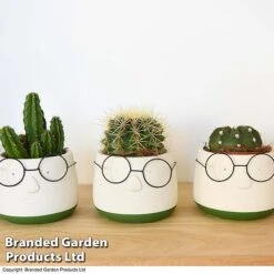 Cactus In Decorative Pot -Green Haven Shop CACT KC8512 C