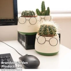 Cactus In Decorative Pot -Green Haven Shop CACT KC8512 E