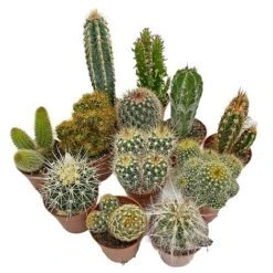 5 Cactus Plants Potted Cacti Houseplants Mixed Indoor Plant Selection