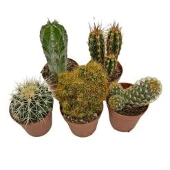 5 Cactus Plants Potted Cacti Houseplants Mixed Indoor Plant Selection -Green Haven Shop CACTUSMIX 14