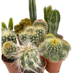5 Cactus Plants Potted Cacti Houseplants Mixed Indoor Plant Selection -Green Haven Shop CACTUSMIX 3