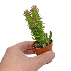 5 Cactus Plants Potted Cacti Houseplants Mixed Indoor Plant Selection -Green Haven Shop CACTUSMIX 5