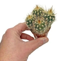 5 Cactus Plants Potted Cacti Houseplants Mixed Indoor Plant Selection -Green Haven Shop CACTUSMIX 6