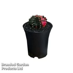 Cactus Gymnocalycium Mihanovichii F. Variegata Mixed -Green Haven Shop CACT GYMNOC5CM WKC8846